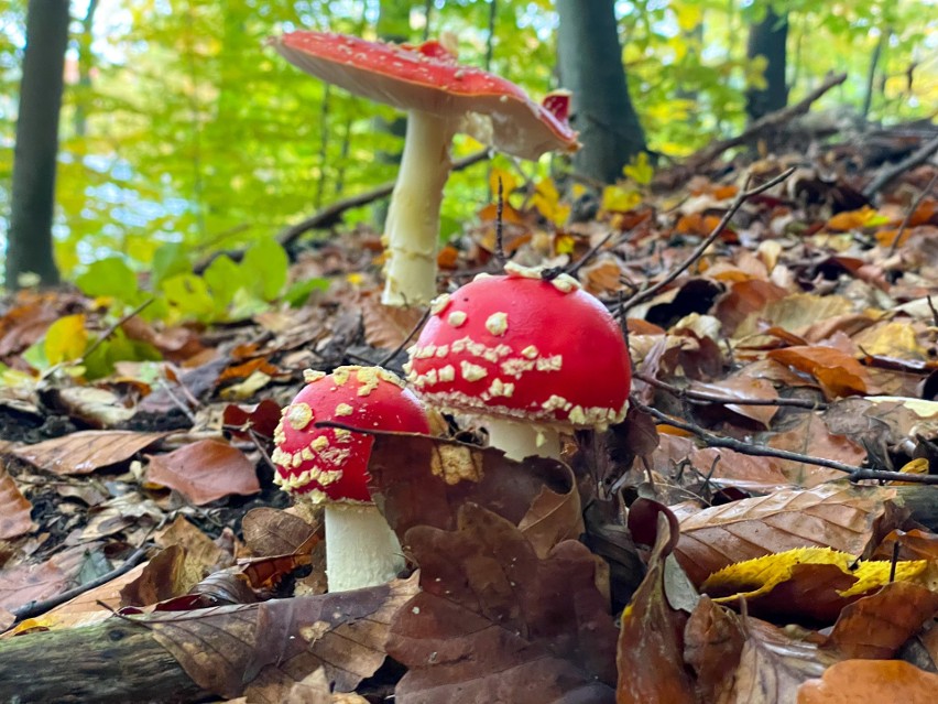 Jesienny spacer po Puszczy Bukowej. Kolorowe liście i... kolorowe grzyby [ZDJĘCIA]