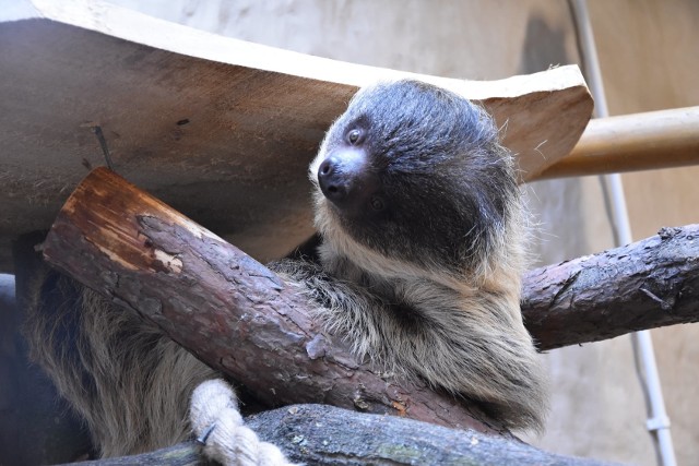 Oto nowy mieszkaniec zamojskiego ZOO - samiczka leniwca o imieniu SID