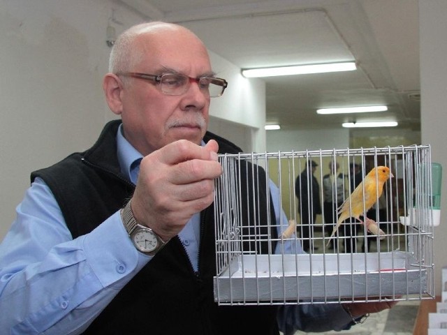 Witold Pura prezentuje jednego z kanarków ze swojej kolekcji.