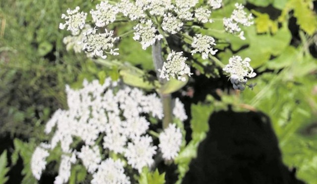 Białe kwiaty barszczu Sosnowskiego mają charakterystyczny i intensywny zapach kumaryny.