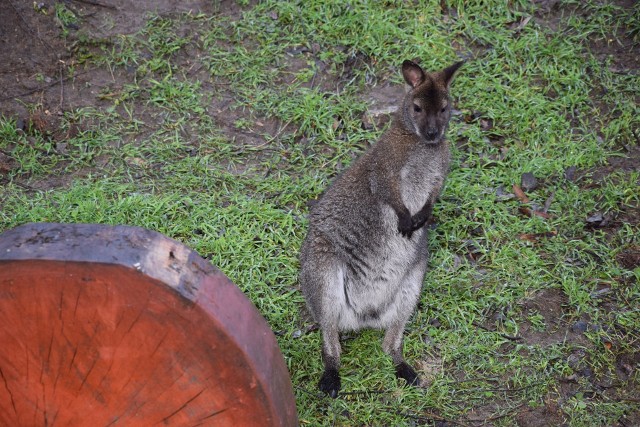 Kangury w Parku Krasnala w Nowej Soli, 11 marca 2019 r.
