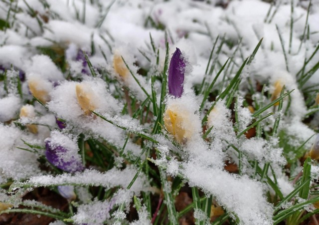 Zima wróciła do polskich ogrodów. Trzeba zadbać o wrażliwe gatunki roślin.