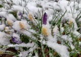 Początek kwietnia z mrozem i śniegiem! Jak zadbać o rośliny, żeby powrót zimy im nie zaszkodził? Oto, co trzeba zrobić w ogrodzie