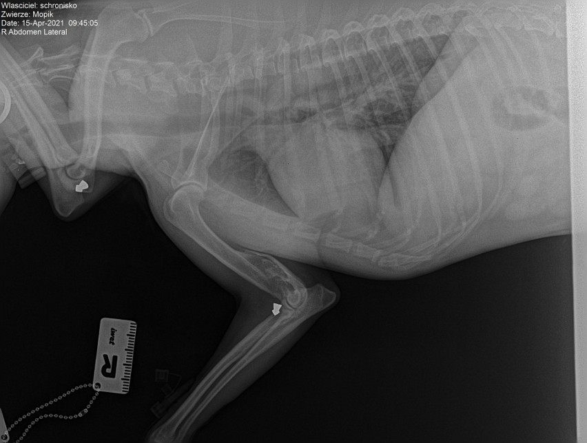 Zdjęcie rentgenowskie Mopika. Widać na nim śruty.