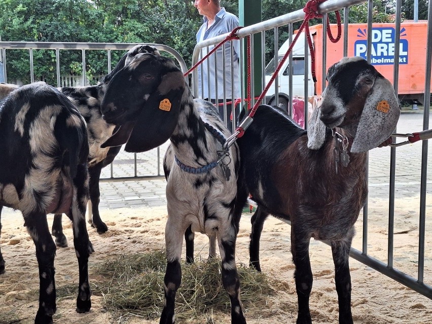 Wystawa Kóz Anglonubijskich na targu w Skaryszewie. Zaprezentowano prawie 50 rasowych kóz. Zobaczcie zdjęcia