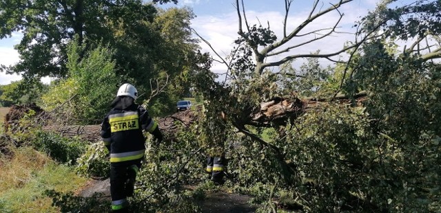 Od środowego popołudnia strażacy na Dolnym Śląsku mają pełne ręce roboty. Wciąż dostają zgłoszenia o powalonych drzewach, złamanych konarach czy uszkodzonych dachach. Najwięcej interwencji było w okolicach Głogowa, tam też jedna osoba została ranna. Wyjazdy notowano również w nocy i w czwartek nad ranem. Po godz. 7 straż interweniowała m.in. w okolicach Milicza i Zgorzelca.ZOBACZ NA KOLEJNYCH SLAJDACH - ZDJĘCIA I INFORMACJE NA TEMAT NAJPOWAŻNIEJSZYCH ZDARZEŃ WE WROCŁAWIU I REGIONIE. JAKICH ZNISZCZEŃ DOKONAŁ WIATR? PRZEJDŹ DO KOLEJNYCH SLAJDÓW PRZY POMOCY STRZAŁEK LUB GESTÓW NA TELEFONIE KOMÓRKOWYM