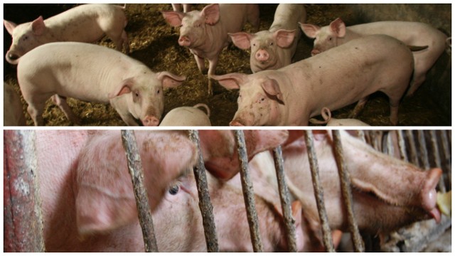 Mieszkańcy Pańskiej Woli obawiają się gigantycznej fermy świń. Boją się much, gryzoni, smrodu i zanieczyszczenia wód