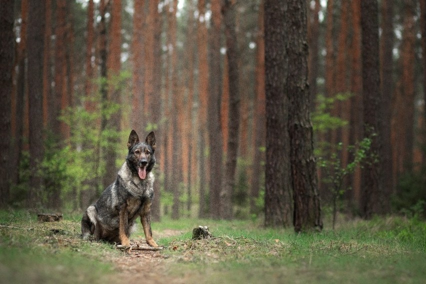 Kolejny pies z policji w Bydgoszczy idzie na emeryturę....