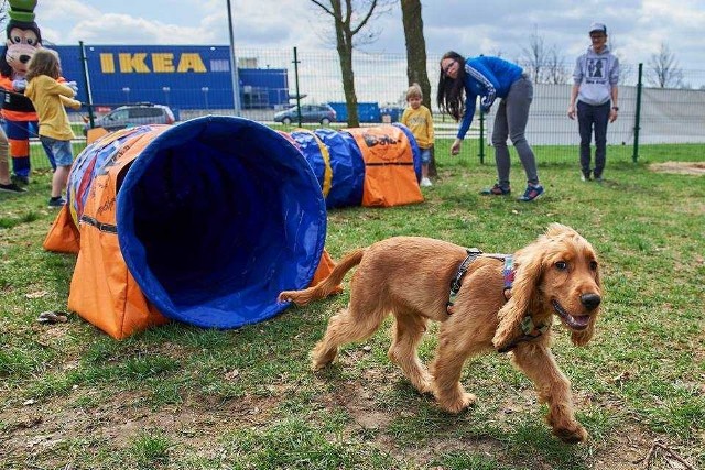 Po zimowej przerwie znów działa strefa treningowa dla psów w Porcie Łódź