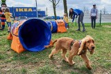 Działa strefa treningowa dla psów w Porcie Łódź