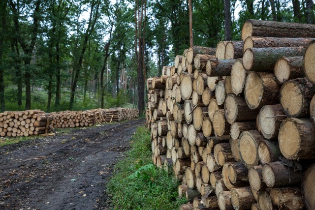 Nowa minister Klimatu i Środowiska Paulina Hennig-Kloska wydała decyzję wyłączeniu z gospodarki leśnej kilku obszarów w Polsce. Na liście są też lasy znajdujące się bezpośrednio we Wrocławiu i w okolicach. Zdjęcie lustracyjne.