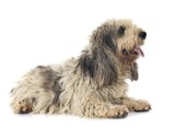 Rasy psów: Basset gryfoński