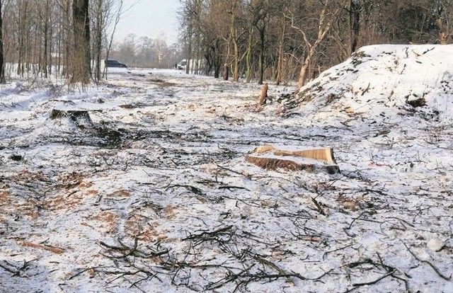 Po ściętych drzewach zostały tylko pnie i resztki gałęzi. 