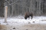 Puszcza Białowieska. Żubry online z dźwiękiem. Transmisja na żywo. Kamera na podczerwień (wideo) 