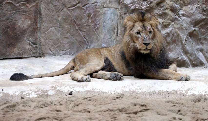 W Nowym Zoo w Poznaniu mają pojawić się lwiarnia oraz pawilon dla goryli