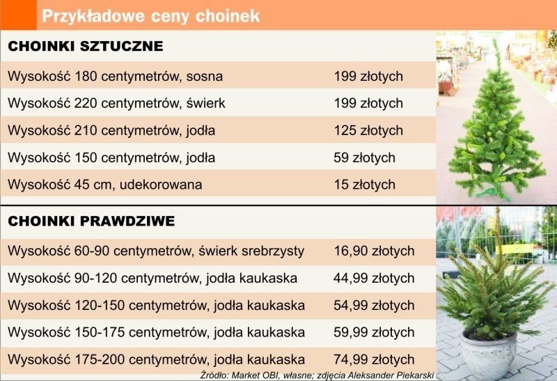 Wybieramy choinkę