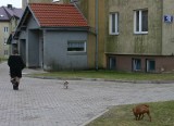 Mieszkańcy ul. Mochnackiego w Słupsku proszą o pojemniki lub woreczki na psie odchody 