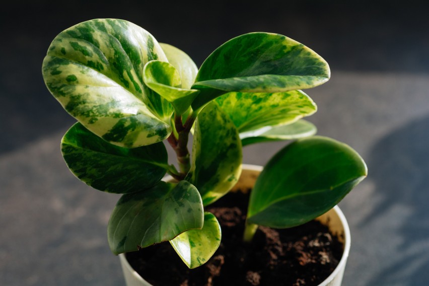 Peperomia obdusifolia to ładna roślina doniczkowa o...