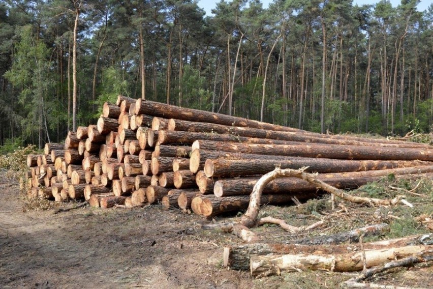 Mapy planowanych i obecnych wycinek dostępne są również na...