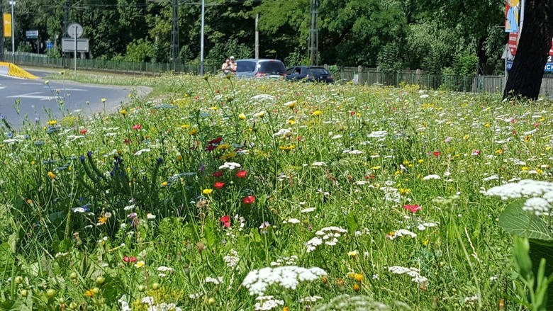 Krótki wywiad. Wieloletni pracownik MPO: nie mamy być skuteczni, tylko widoczni