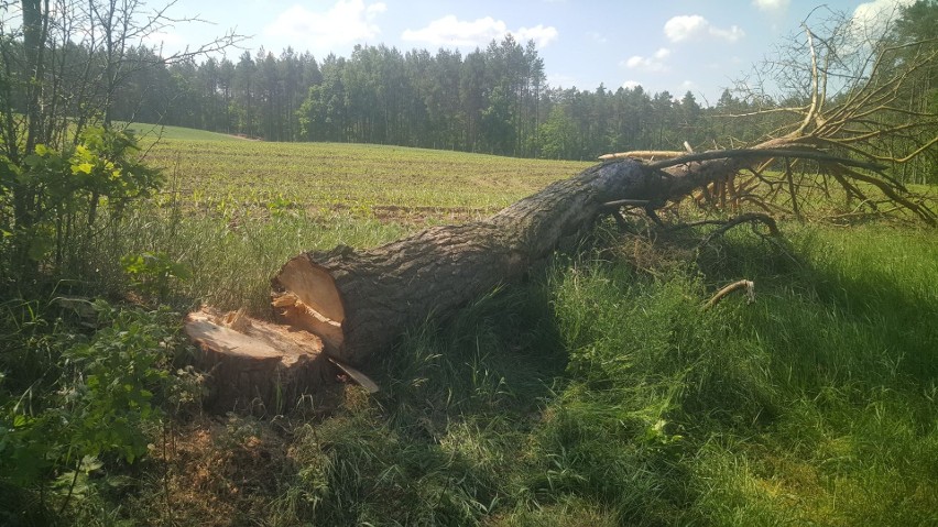 Ktoś podciął drzewo, aby przewróciło się na drogę. Sprawę...