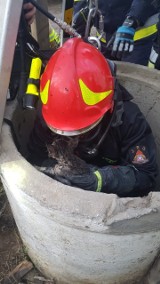 Kot utknął w studni głębokiej na 16 metrów! Uwolnili go strażacy z powiatu chełmińskiego