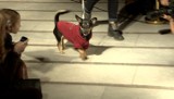 Pokaz psiej mody na zimę - dominują ciepłe wdzianka