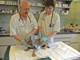 Młody wilk, w bardzo ciężkim stanie, trafił do przemyskiej lecznicy dla zwierząt