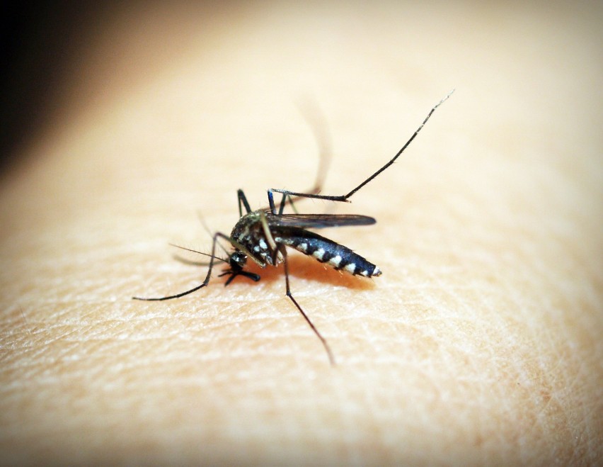 Komary dokuczają mieszkańcom Przemyśla. Miasto szykuje się do akcji odkomarzania
