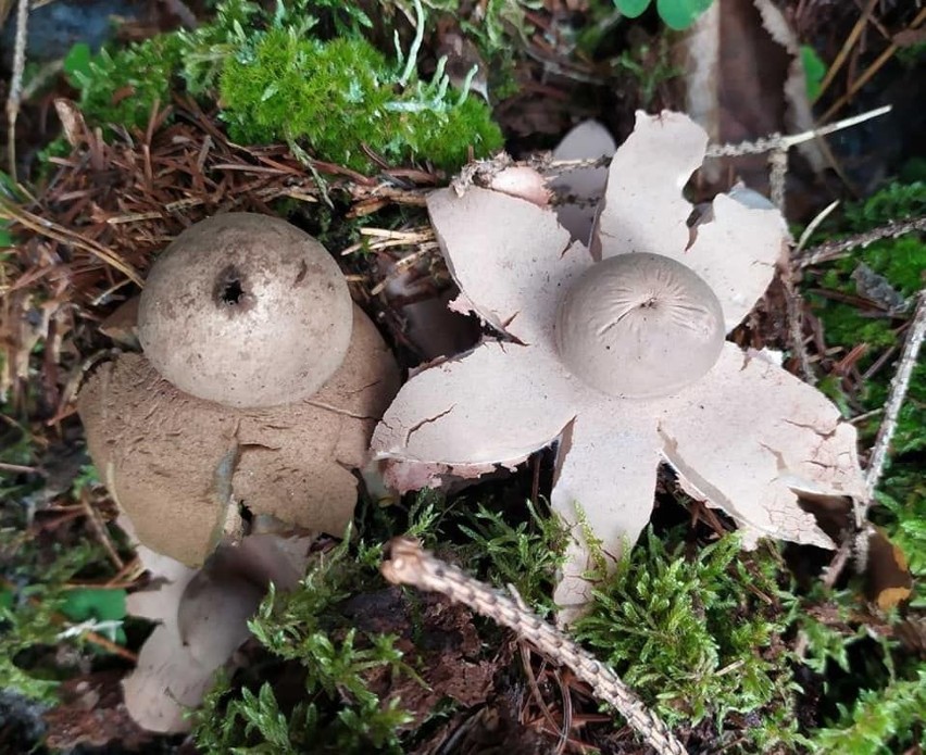 Najdziwniejsze grzyby w podlaskich lasach (zdjęcia)