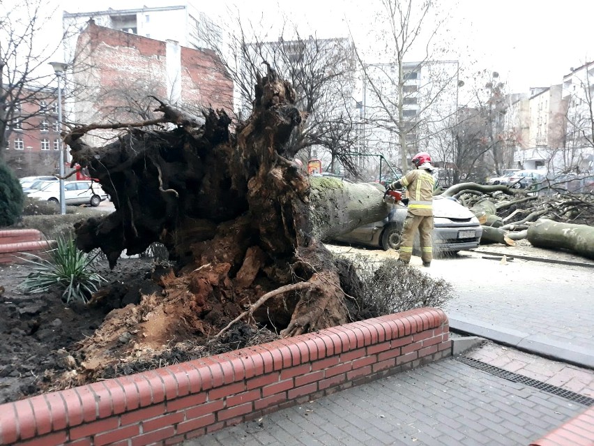 20-metrowe drzewo przewróciło się w podwórku przy ul....