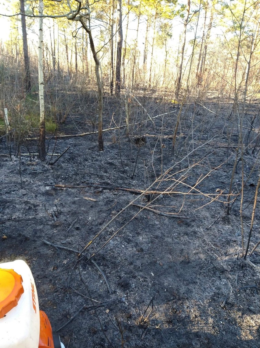 W Rzucowie, na terenie gminy Borkowice, palił się las.