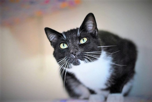 Kot Żonkil jest "twarzą" akcji w inowrocławskiej Fundacji Kocia Dolina