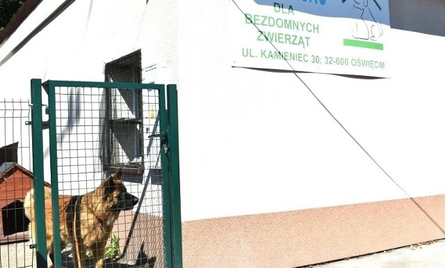 Prowadzenie schroniska dla bezdomnych zwierząt w Oświęcimiu od 1 stycznia 2024 przejął Miejski Zakład Usług Komunalnych