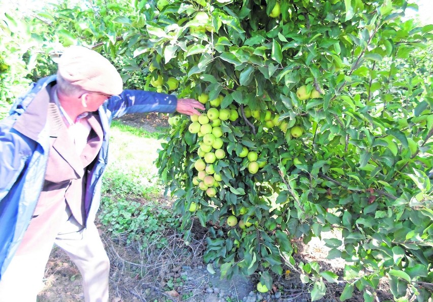 Koniec zbiorów jabłek w sadach trzebnickich. Plony o 30 proc. mniejsze