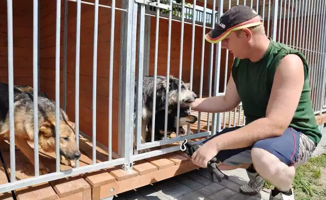 Bezpańskimi i opuszczonymi psami w schronisku zajmuje się m.in. Marcin Grzywacz