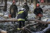 Lubelscy terytorialsi uczyli się posługiwania piłami spalinowymi oraz cięcia drzew (ZDJĘCIA)