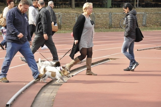 Piękne psy rasowe na wystawie! (ZOBACZ ZDJĘCIA)