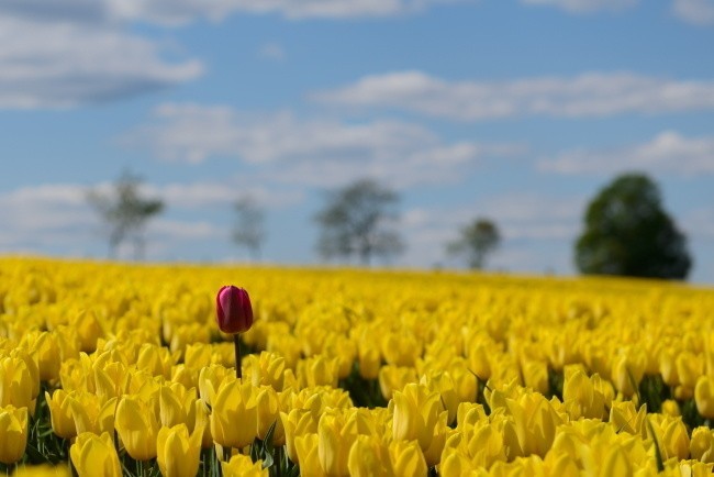 W Chrzypsku Wielkim trwają Międzynarodowe Targi Tulipanów....