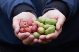 Nowe superfruits! Rośnie konkurencja dla jabłek i truskawek? Badacze sprawdzili, jakich nieznanych owoców najchętniej spróbowaliby Polacy