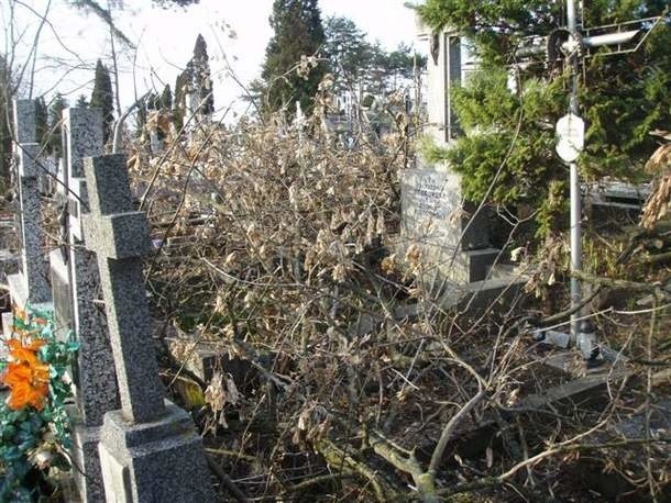 Wycinka drzew uszkodziła kilka miesięcy temu nagrobki na cmentarzu św. Rocha