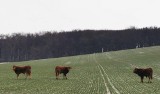 Krowy zamieszkały… wśród drzew. Niecodzienne zdarzenie w mirczańskich lasach