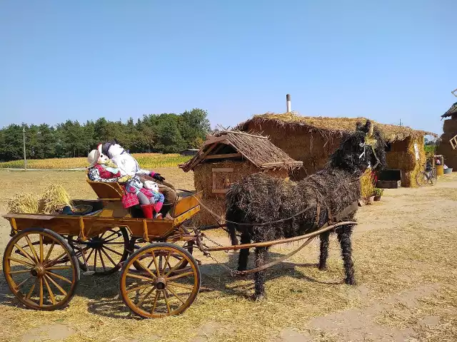 Wieś sąsiadująca z Kowalewem Pomorskim przy drodze wojewódzkiej nr 554, przy trasie do Martyńca co roku ustawia witacze dożynkowe. Są coraz bardziej rozbudowane, a w 2019 roku w Sierakowie powstała cała zagroda z chatą, do której można nawet wejść! Mało tego - usiądziemy tu przy stole, rozprostujemy się na kanapie, przejrzymy w lustrze. Na oparciu krzesła jest kartka: "Gościu drogi, wejdź w te progi, przysiądź chwilę, wpisz się mile. Dziękujemy". Na stole czeka księga gości. Chata została w pełni wyposażona - stoi tu kredens z przetworami, telewizor, stara skrzynia. We wnętrzu tego słomianego domu zadbano o detale - są kubki, kwiaty, ozdobne dynie i jabłka, garnki, maszynka do mielenia mięsa, a na suficie nawet wisi żyrandol. Obok mieszkańcy Sierakowa wybudowali zagrodę ze zwierzętami, koń z wozem, wiatrak i studnia. Często przed tym niesamowitym witaczem zatrzymują się przejezdni i robią zdjęcia. Gratulujemy pomysłu i wykonania! - Wspólnie czytamy wpisy i one bardzo nas motywują - przyznaje Marta Pawlik-Śliwa, sołtys Sierakowa. Mowa o księdze gości, która czeka na odwiedzających. Okazuje się, że to już druga, bo pierwsza, mimo 96 kartek, została już zapełniona. Pani sołtys szacuje, że jest w niej ok. 700 wpisów. - Są z całej Polski, a nawet zagranicy: Buenos Aires, Mongolii, Włoch czy Irlandii - wymiania z dumą. - To dla nas największa satysfakcja, nagroda. Witacz powstawał 4 dni, a tak naprawdę o wiele dłużej, bo już wcześniej jedna z pań przygotowała postaci, ktoś inny zwierzęta ze słomy. - Sam dach zajął nam 1,5 dnia razem z koszeniem trzciny - wspomina Marta Pawlik-Śliwa. Łącznie przy wszystkich elementach pracowało prawie 20 osób, głównie rada sołectwa i KGW Sierakowo. - Super, że są osoby, które chcą to robić - cieszy się sołtyska i docenia funkcję integracyjną stawiania witacza. Pomysł na kolejny rok rodzi się już podczas stawiania tegorocznego witacza dożynkowego. - Jest już wizja na kolejny rok, zagroda będzie jeszcze bardziej rozbudowana. Z naszymi mężami wyliczyliśmy, ile będzie potrzeba słomy i poro wyszło - przyznaje pani Marta, ale nie zdradza, co dokładnie wybudują w Sierakowie w 2020 roku. To będzie niespodzianka.Witacz-zagrodę w Sierakowie będzie można odwiedzać przynajmniej do końca tygodnia, może nieco dłużej. Część elementów mieszkańcy zabiorą w weekend (7-8.09) do centrum wsi, żeby przyozdobić ją na swoje dożynki. ________________________________Okres dożynkowy powoli dobiega końca, jednak mieszkańcy uwieczniają te wydarzenia, jak np. w Dąbrowie Chełmińskiej, gdzie powstał film "Śladami Tradycji".