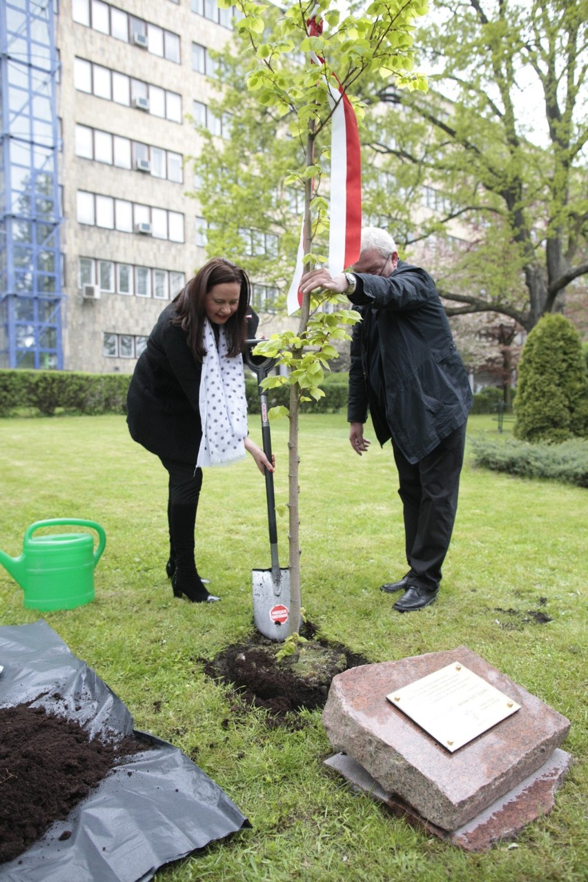 Sadzenie lipy przed Urzędem Wojewódzkim w Opolu.