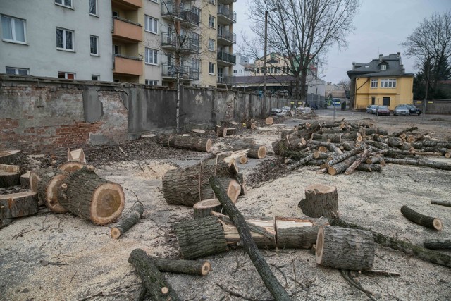 W środę mieszkańcy Mogilskiej nie zdążyli powstrzymać ekipy z piłami. Po topolach zostało wspomnienie