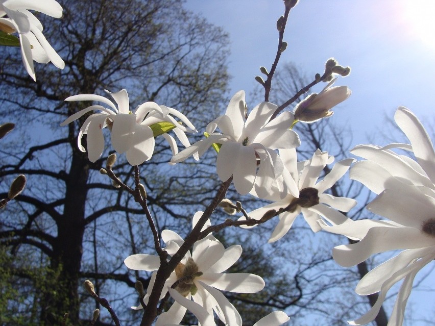 Magnolie gwiaździste kwitną najwcześniej ze wszystkich...