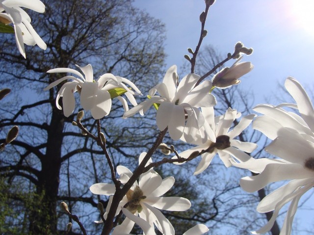 Magnolie gwiaździste kwitną najwcześniej ze wszystkich magnolii. Mają piękne i pachnące kwiaty.