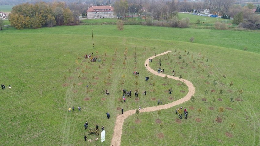 Kraków. Mapa Polski z posadzonych dębów. A środkiem Wisła płynie...