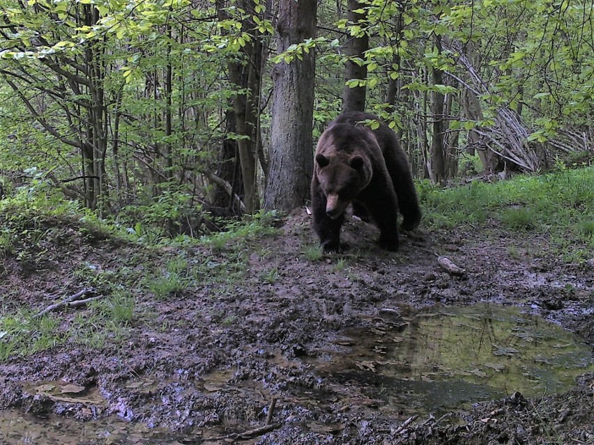 Przystanek Bieszczady Kazimierza Nóżki i Marcina Sceliny. Czas godów niedźwiedzi brunatnych