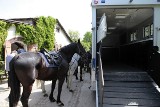 Policjanci z Poznania mają już swój koniowóz. Pojazd został wyremontowany i naprawiony